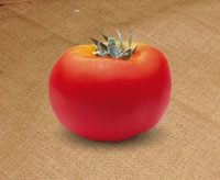 tomate
